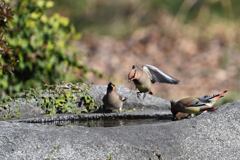 ヒレンジャクがやってきた