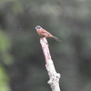 雨中のホオジロ