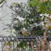 アオジ　西南の杜湖畔公園