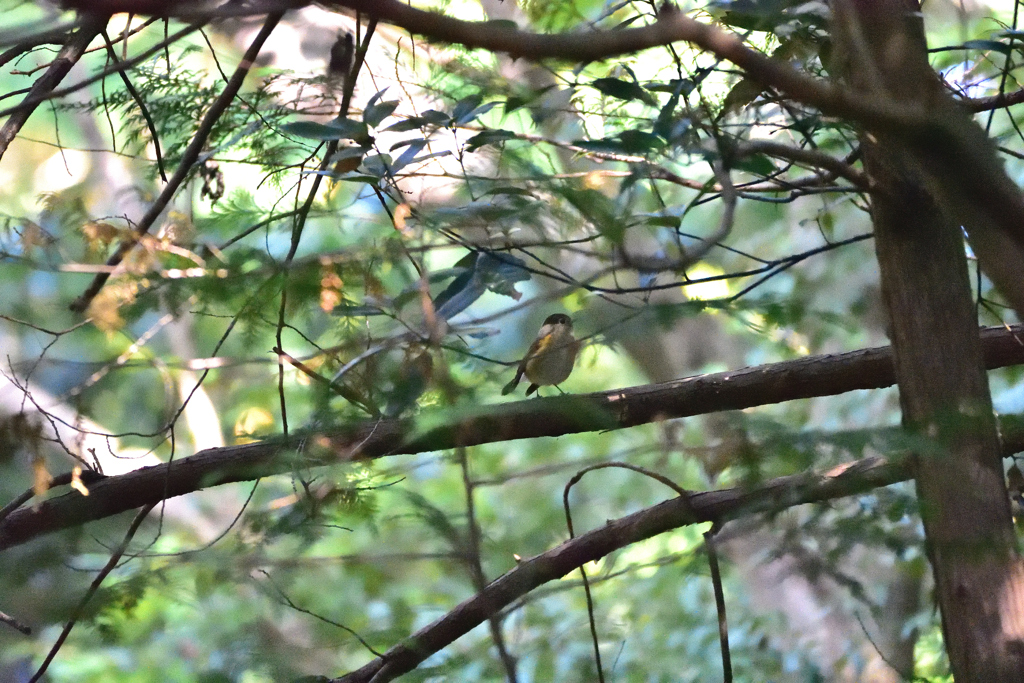 あなたのお名前は？