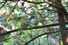 あなたのお名前は？