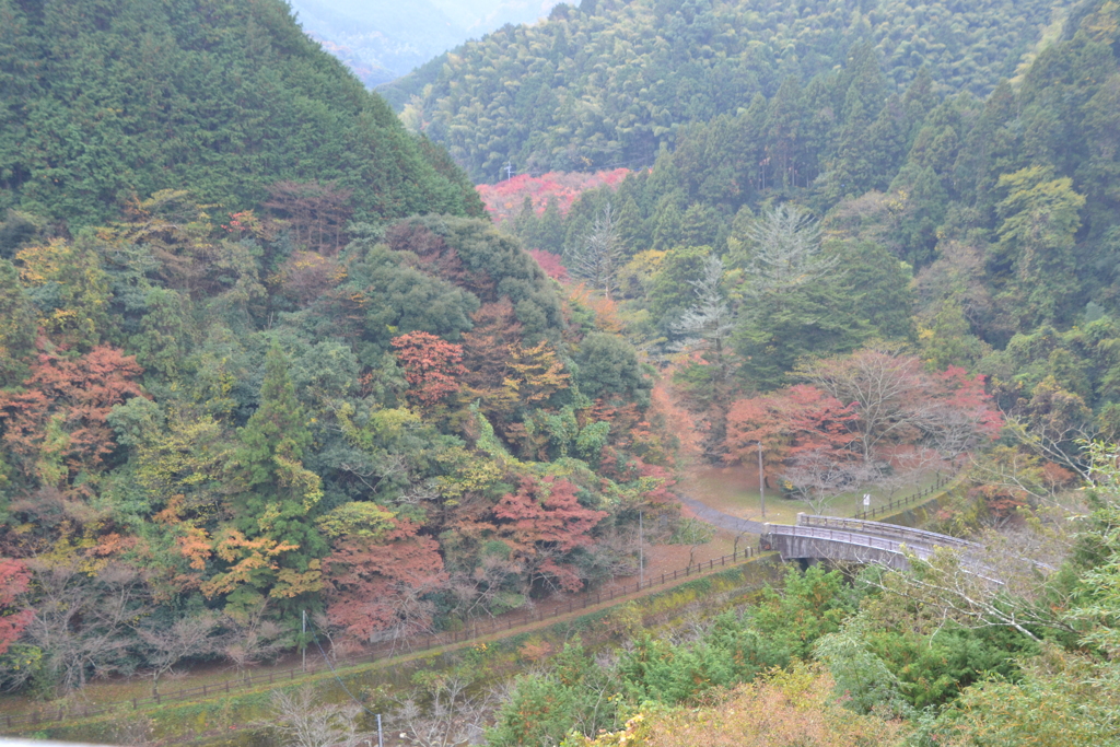 曲渕ダムパークの紅葉