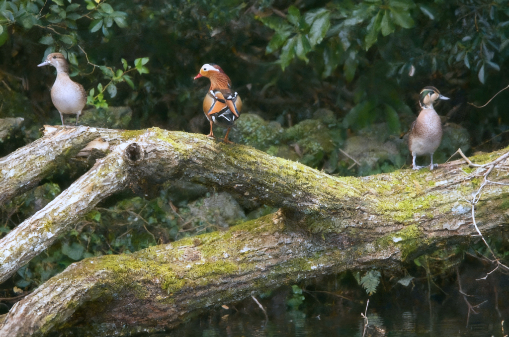 オシドリとトモエガモ