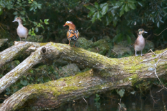 オシドリとトモエガモ