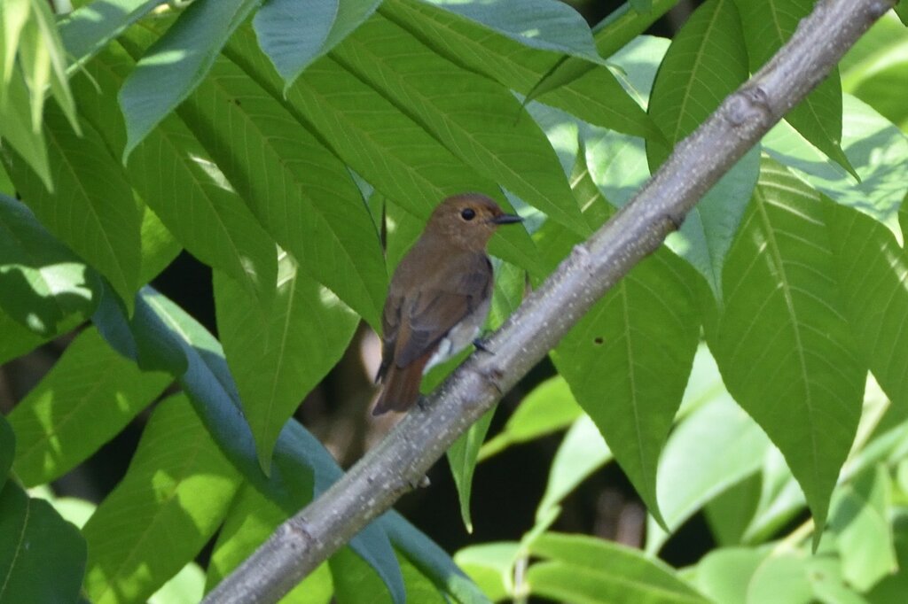 オオルリ♀