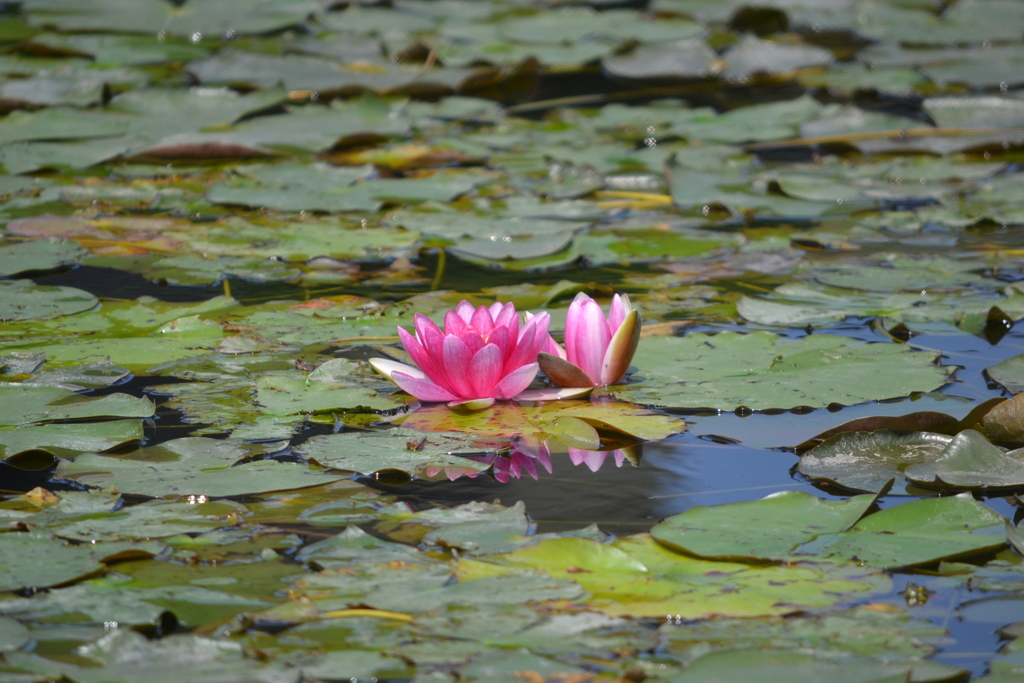 色つきの睡蓮の花