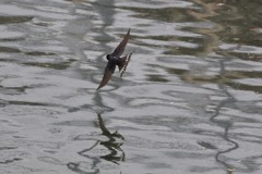 ツバメ①