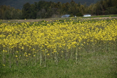 菜の花畑