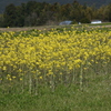菜の花畑