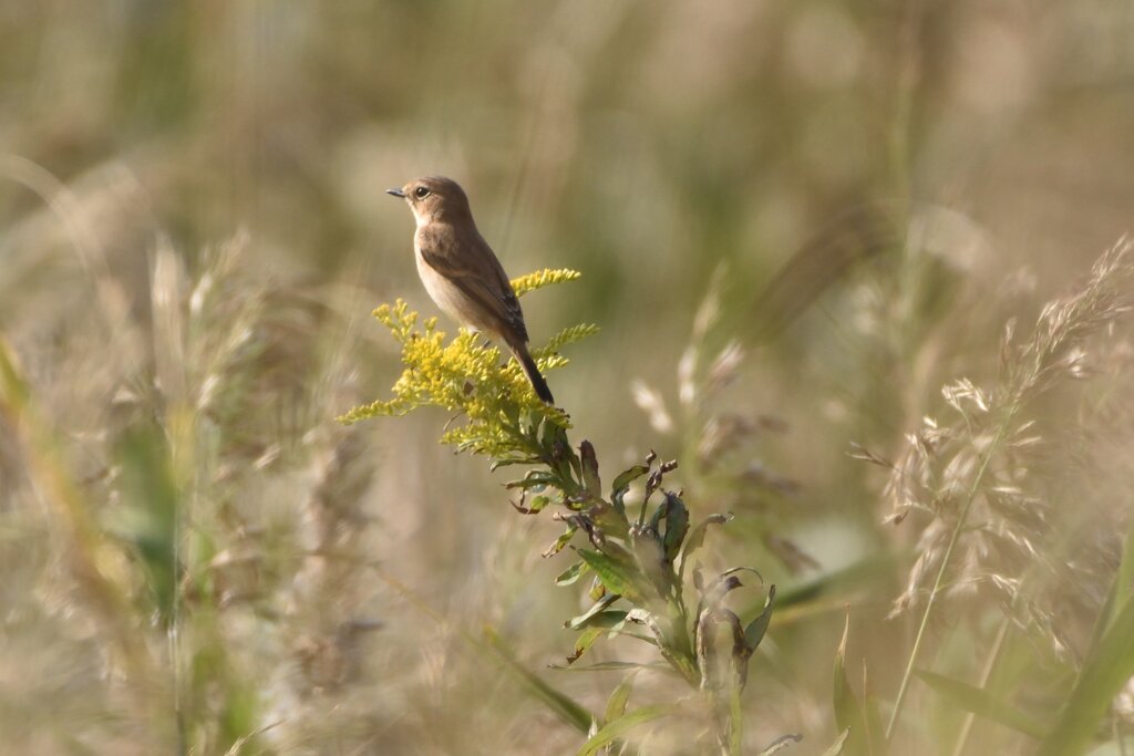 ノビタキ　♀