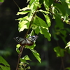 旅するチョウ　西油山