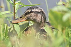 マガモ