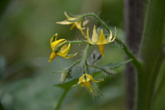 トマトの花　西油山