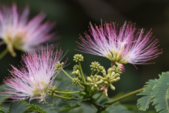 ネムノキの花　西油山