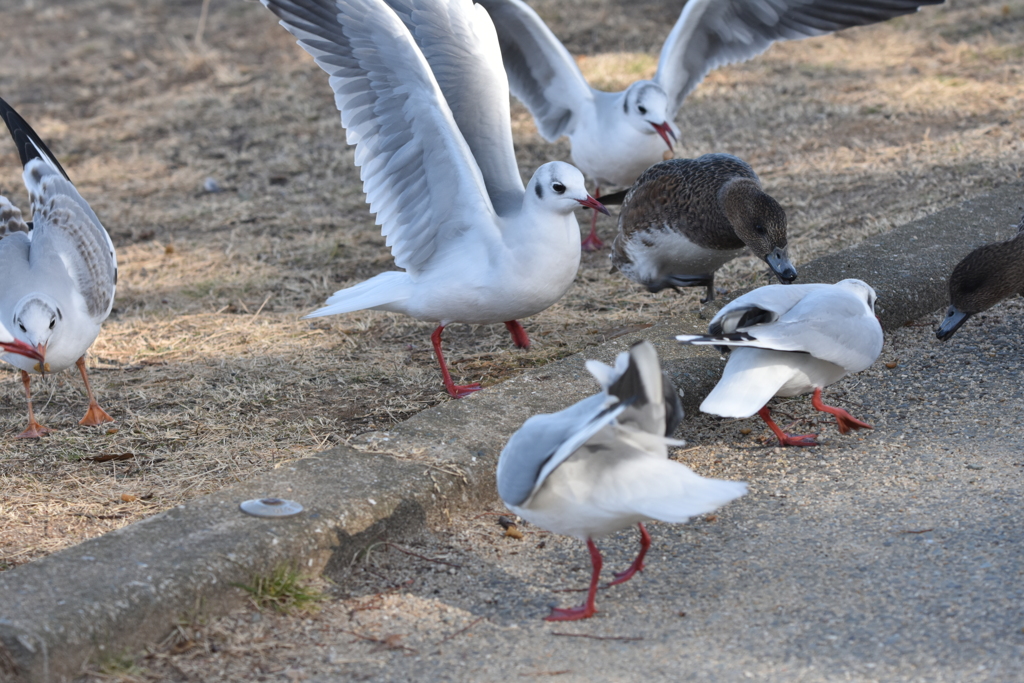 わーい！餌だ！