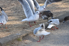 わーい！餌だ！