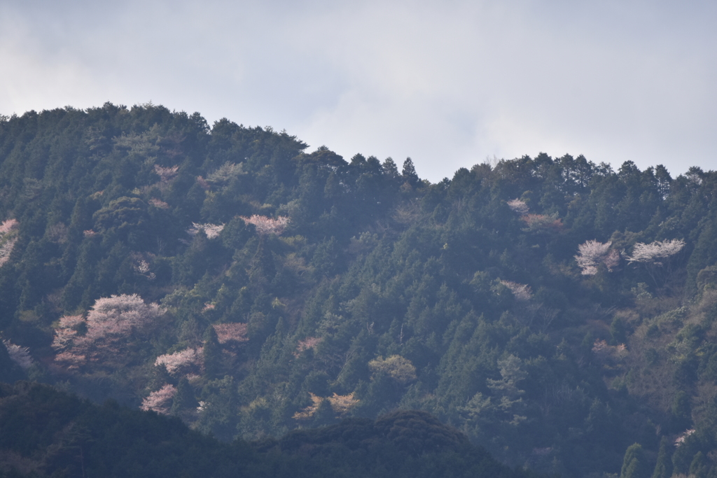 ヤマザクラ　西油山