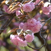 ボタン桜