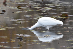 捕まえたはず！