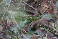 ウグイス　西油山