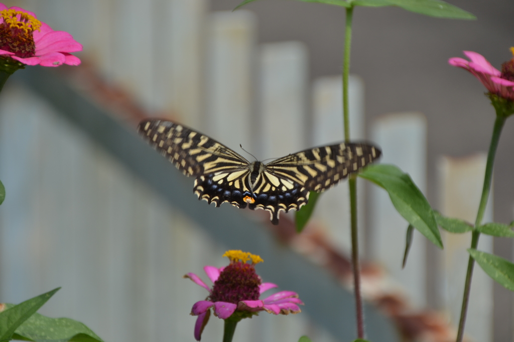 花へ