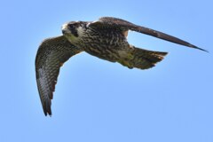 ハヤブサ　幼鳥