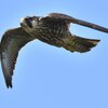 ハヤブサ　幼鳥