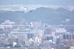 ハチクマ　1