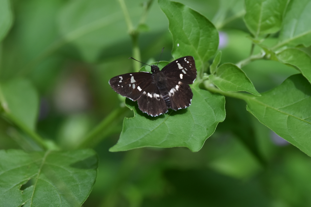 ダイミョウセセリ