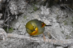 ソウシチョウ
