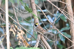 ミヤマホオジロ