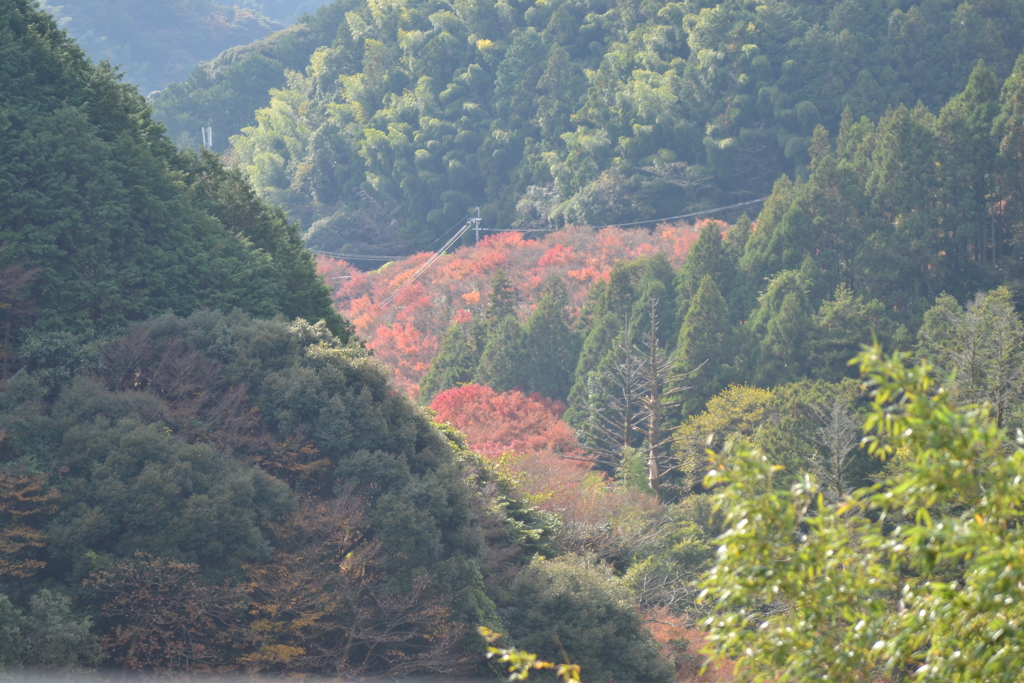 曲渕ダムから見た国道263号線の紅葉