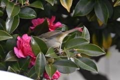 ウグイスも蜜を吸うんですね
