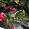 ウグイスも蜜を吸うんですね