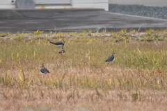 タゲリの集会