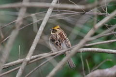 ミヤマホオジロ