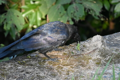 カラスの食事　※閲覧注意