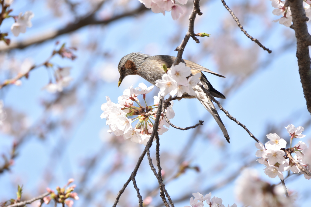 桜とヒヨドリ