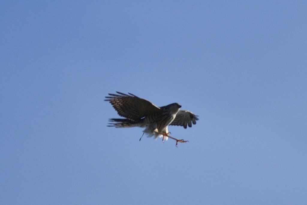 ツミ　爆弾投下！