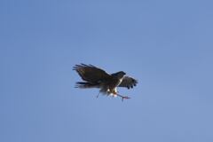 ツミ　爆弾投下！