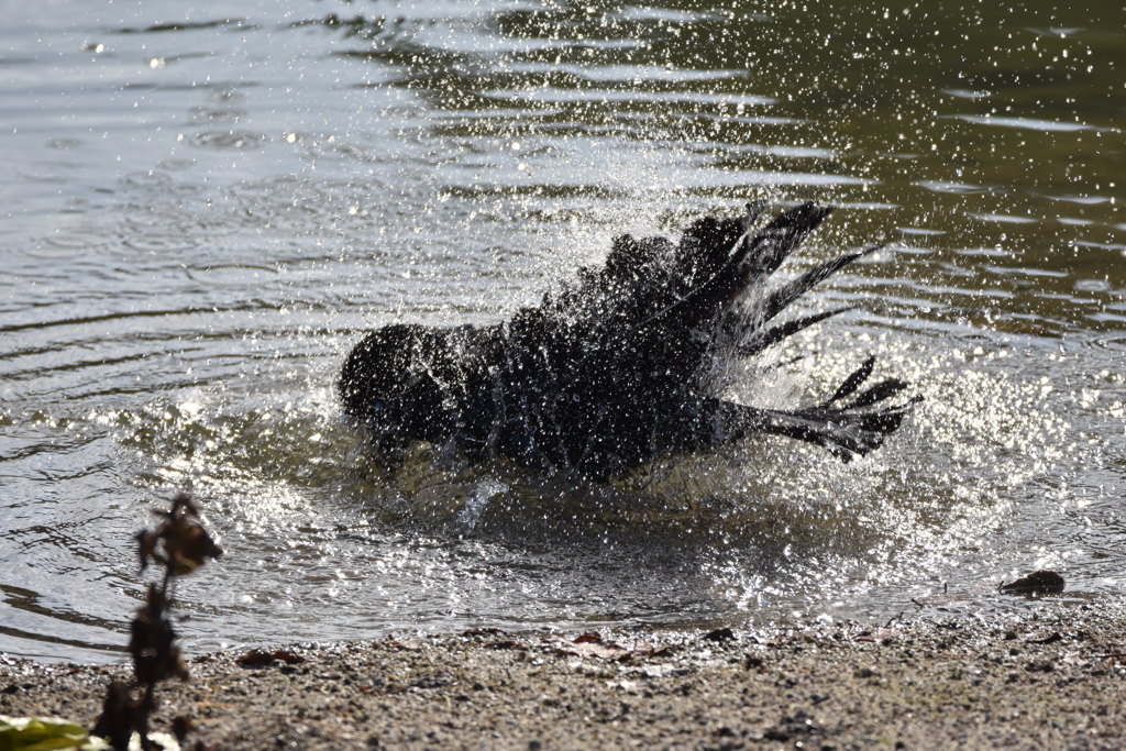 カラスの行水