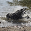 カラスの行水