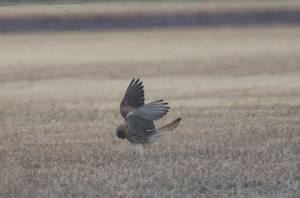 チョウゲンボウ