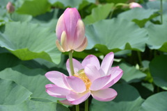 大賀蓮