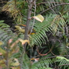 ソウシチョウ　油山