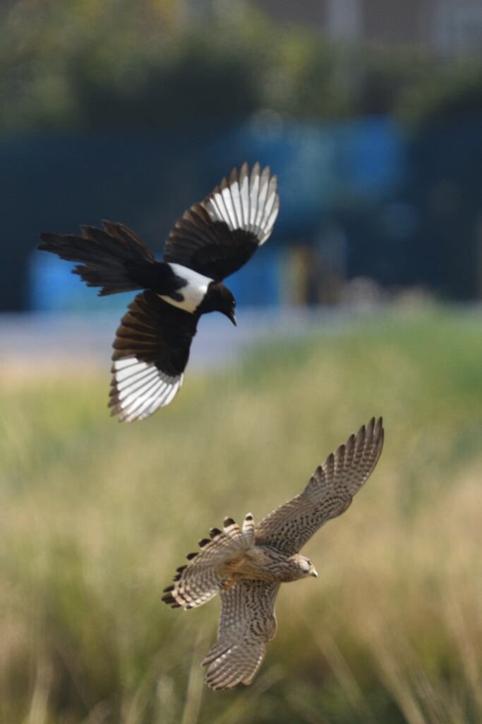 逃げるチョウゲンボウ