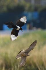 逃げるチョウゲンボウ