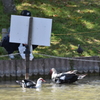 勝盛公園のバリケン