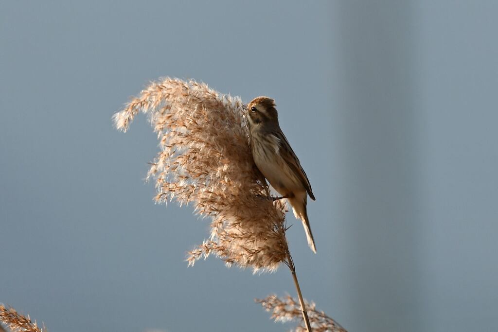 頂上まであと少し