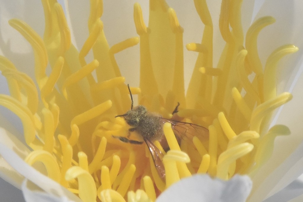 スイレンの花に包まれて2
